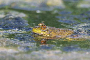 Amerikan boğa kurbağası (Lithobates catesbeianus) Pampa Gölü, WA