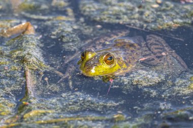 Amerikan boğa kurbağası (Lithobates catesbeianus) Pampa Gölü, WA