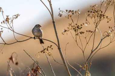 Sonbaharda beyaz taçlı serçe (Zonotrichia leucophrys)