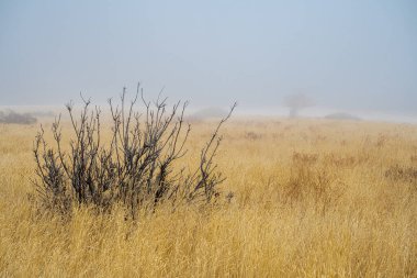 Teğmen Murray Vahşi Yaşam Alanı Sonbaharda, WA