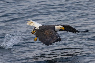 Avda Kel Kartal (Haliaeetus leucocephalus)