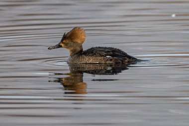 Hooded Merganser (Lophodytes cucullatus) Drifting on a Lake