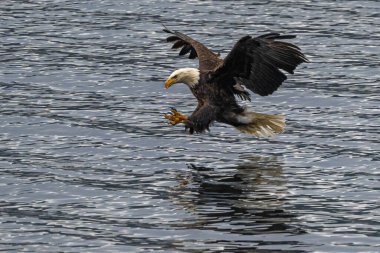Avda Kel Kartal (Haliaeetus leucocephalus)
