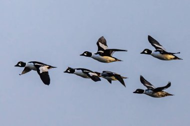 A Flock of Common Goldeneye (Bucephala clangula) Ducks in Flight