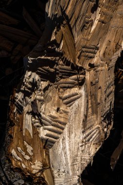 Biting Marks from an American Beaver (Castor canadensis)