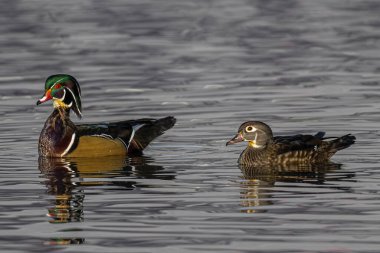 A Pair of Wood or Carolina Ducks (Aix sponsa)