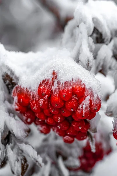 Red Winter Berries Covered in Snow