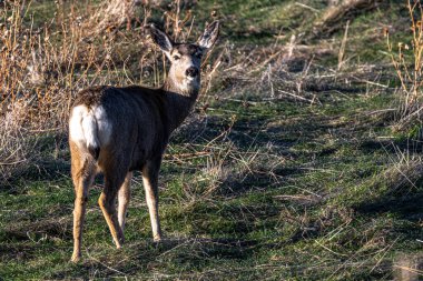 Katır Geyiği (Odocoileus hemionus) in Late Fall