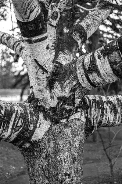 Bark Pattern Branching Birch Tree — Stock Photo, Image