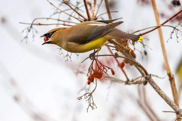 Cedar Waxwing (Bombycilla cedrorum) yiyecek arayışı üzerine