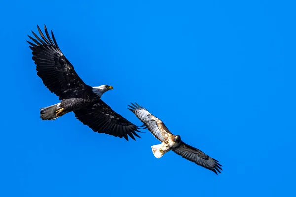 Bald Eagle Och Hawk Luften — Stockfoto