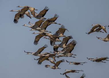 Uçuş sırasında Sandhill Turnaları (Antigone canadensis)