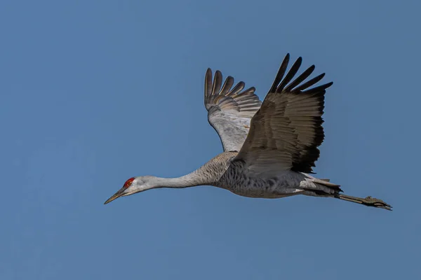 Uçuş Sırasında Sandhill Crane Antigone Canadensis — Stok fotoğraf