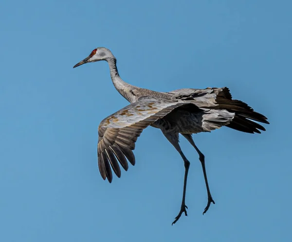 Sandhill Crane Antigone Canadensis Karaya Çıkıyor — Stok fotoğraf
