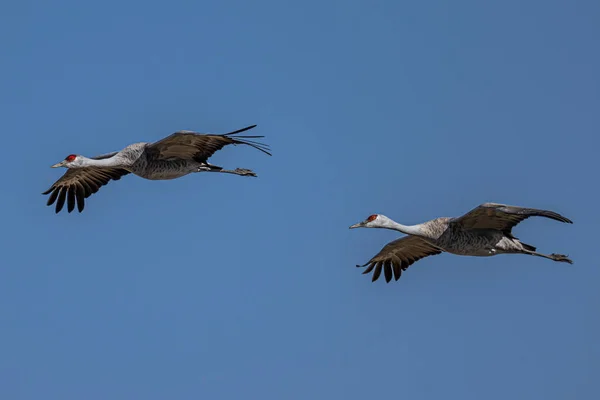 Sandhill Cranes Antigone Canadensis Κατά Την Πτήση — Φωτογραφία Αρχείου