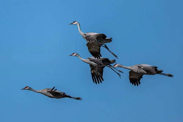 Sandhill Cranes Antigone Canadensis Κατά Την Πτήση — Φωτογραφία Αρχείου