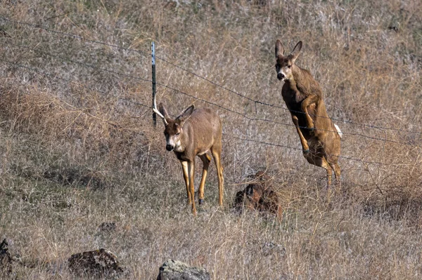 Mule Deer Odocoileus Hemionus Jumping Fence — Stock Photo, Image