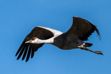 Uçuş sırasında Sandhill Crane (Antigone canadensis)