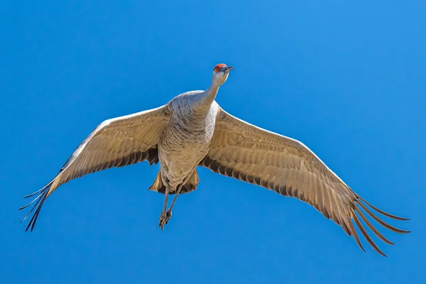 Sandhill Crane Antigone Canadensis Flygning — Stockfoto