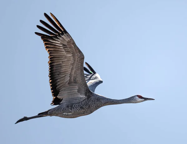 Uçuş Sırasında Sandhill Crane Antigone Canadensis — Stok fotoğraf