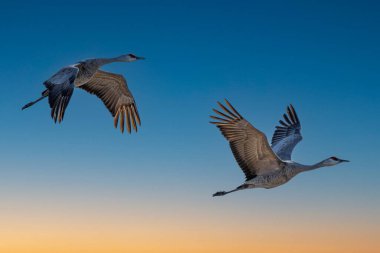 Uçuş sırasında Sandhill Turnaları (Antigone canadensis)