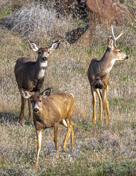 먹이찾기 Mule Deer Odocoileus Hemionus — 스톡 사진