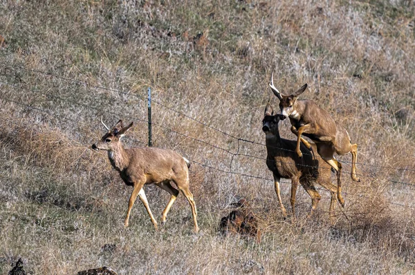먹이찾기 Mule Deer Odocoileus Hemionus — 스톡 사진