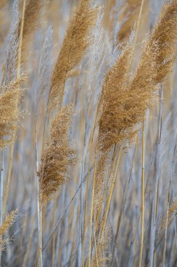 Yaygın Reed Çiçekleri (Phragmites spektrometresi.)
