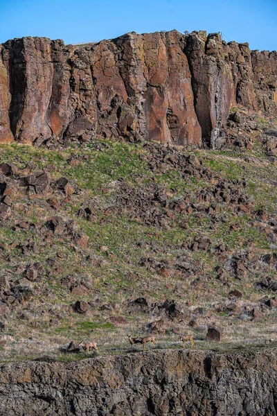 Mule Deers Odocoileus Hemionus Пасуться Скелі — стокове фото