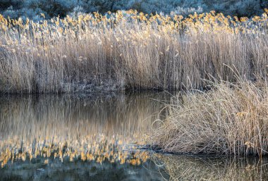 Columbia Ulusal Vahşi Yaşam Sığınağı, WA