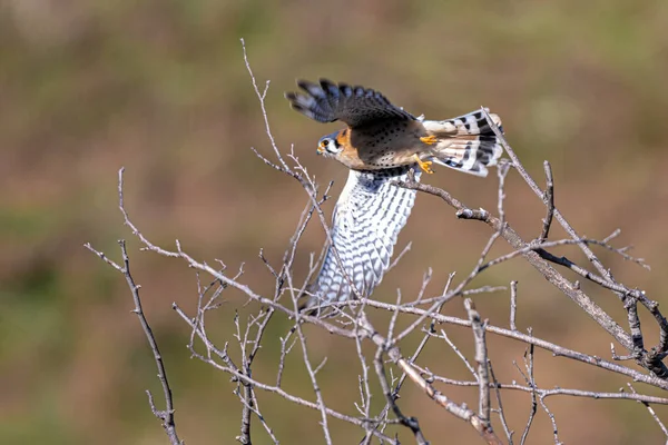 Kestrel Americano Partida Falco Sparverius — Foto de Stock