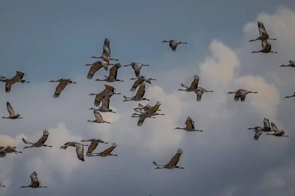 Sandhill Cranes Antigone Canadensis Flight — стокове фото