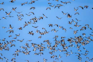 İlkbaharda Göçmen Kazlar (Branta hutchinsii)