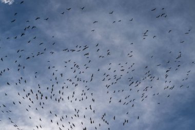 Göçmen Kazlar (Branta hutchinsii)