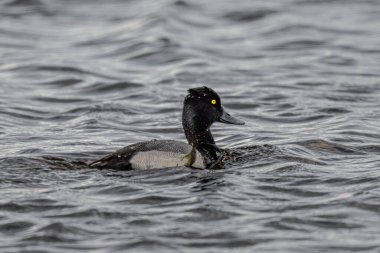 Erkek Küçük Scaup (Aythya affinis))