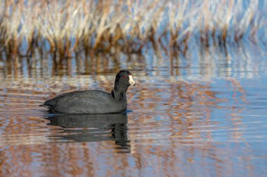 Amerikan coot (Fulica americana) Yiyecek Arıyor