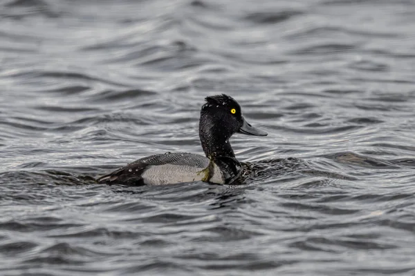 Male Lesser Scaup Aythya Affinis — стоковое фото