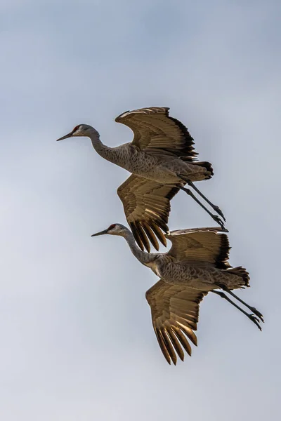 Sandhill Cranes Grus Canadensis Preparing Landing — Stock Photo, Image