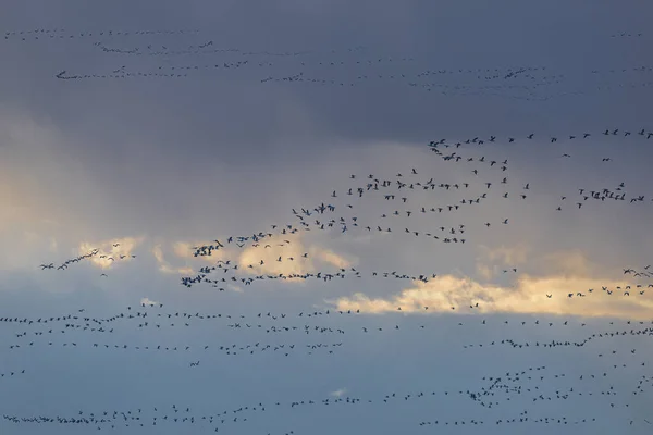 Migrating Snow Geese Anser Caerulescens — Stock Photo, Image