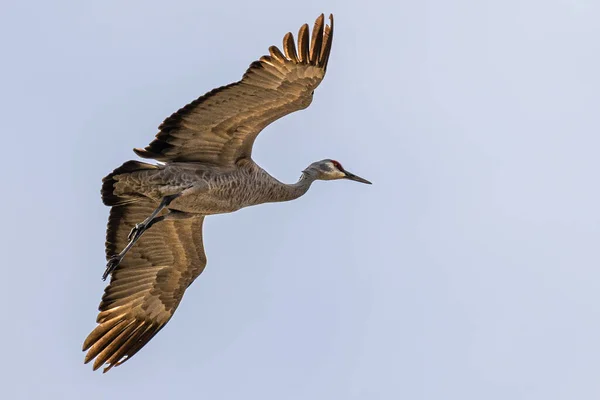 Grúa Arenisca Grus Canadensis Vuelo — Foto de Stock