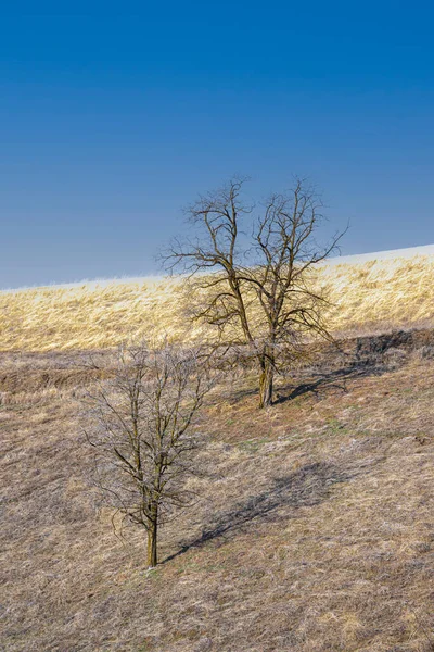 Två Träd Sluttning Delstaten Washington Tidigt Våren — Stockfoto