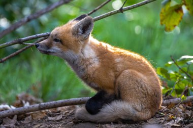 Genç Amerikan Kızıl Tilkisi (Vulpes vulpes fulvus)