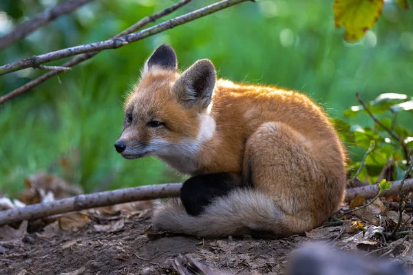Young American Red Fox Vulpes Vulpes Fulvus — Stock Photo, Image