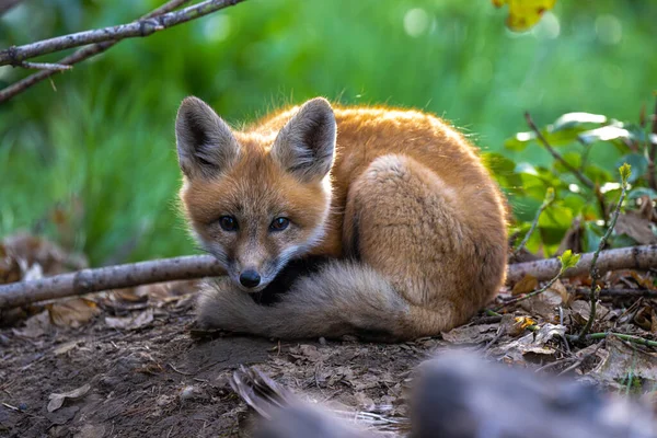 Young American Red Fox Vulpes Vulpes Fulvus — Fotografie, imagine de stoc