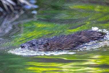Nehirde yüzen Muskrat (Ondatra zibethicus)