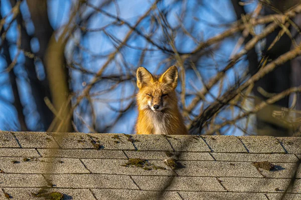 American Red Fox (Vulpes vulpes fulvus) on a Roof of a House