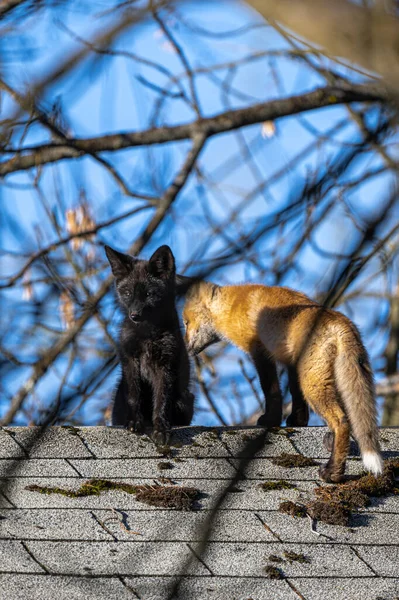 家の屋根の上に若いアメリカの赤狐の黒と赤の変種 フルバスの彫刻 — ストック写真