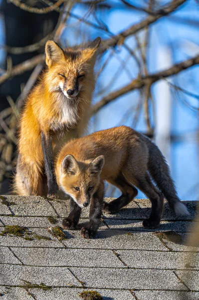 American Red Fox (Vulpes vulpes fulvus) Mother and Puppy on a Roof of a House
