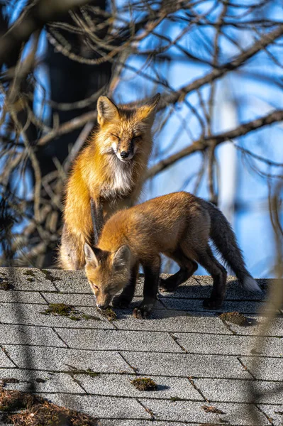 American Red Fox (Vulpes vulpes fulvus) Mother and Puppy on a Roof of a House