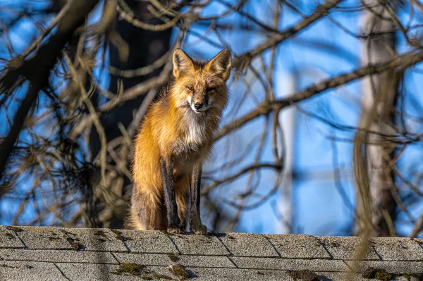 American Red Fox (Vulpes vulpes fulvus) on a Roof of a House